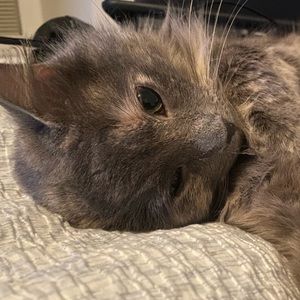 Meet your Posher, Hillary